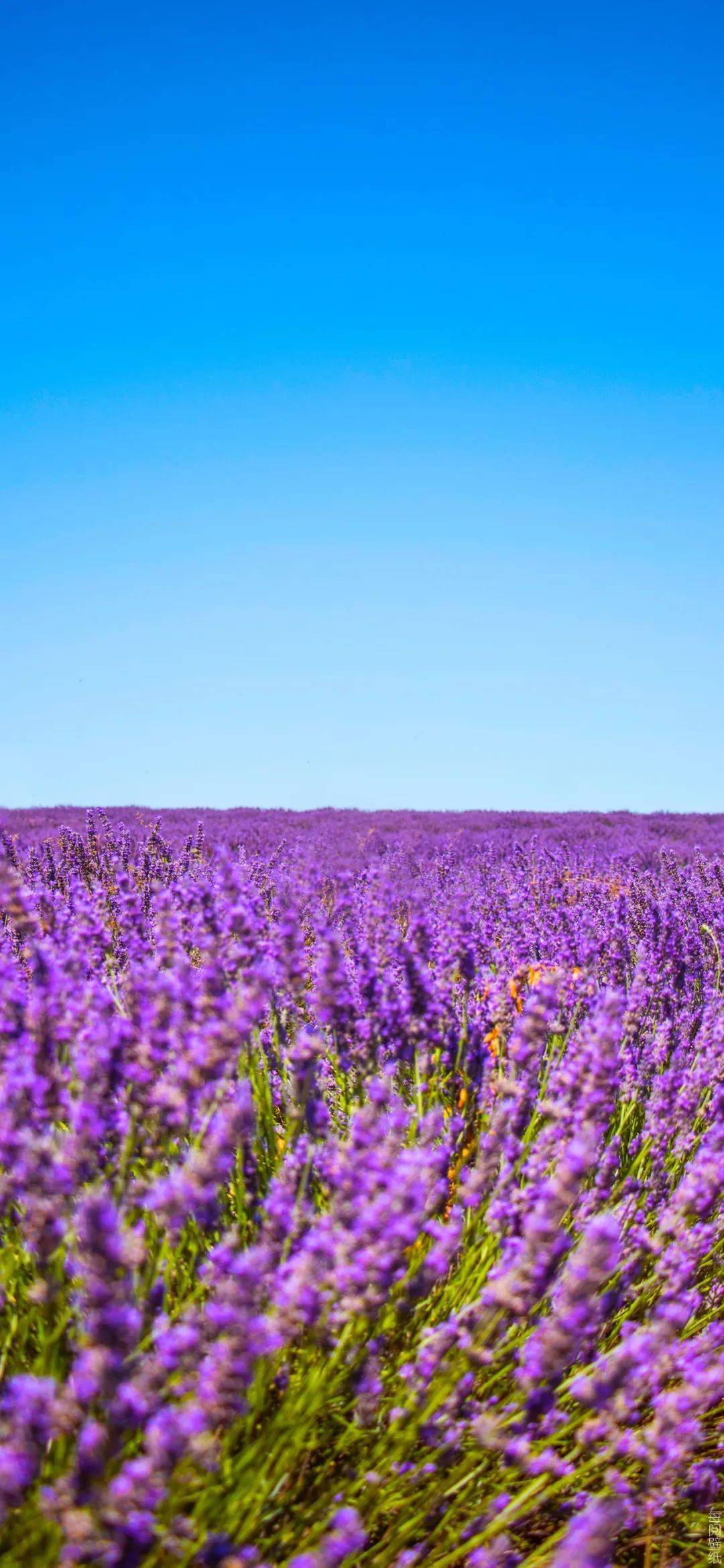 iphone壁纸全屏壁纸美图精选