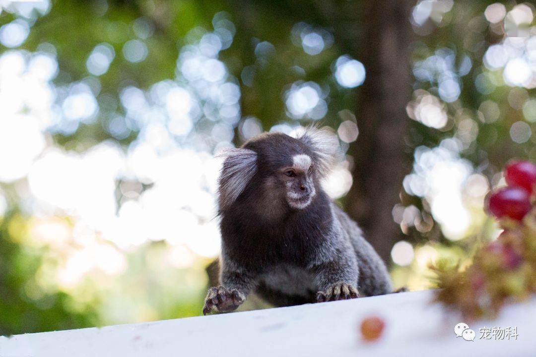 南美洲惊现山海经里的人面兽