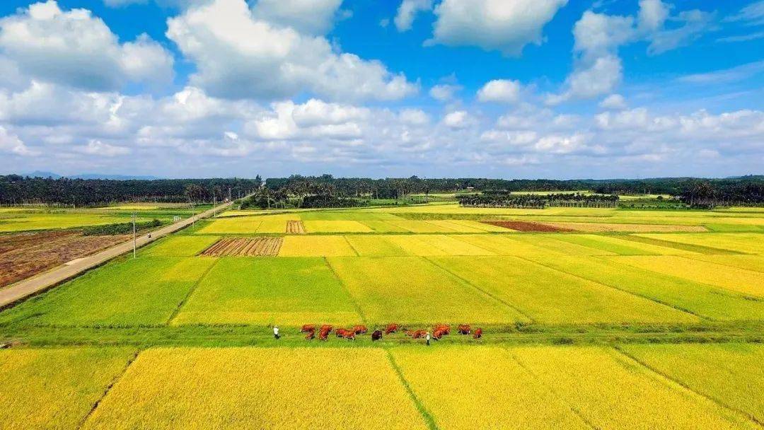 联圩镇2020中国农民丰收节精彩呈现