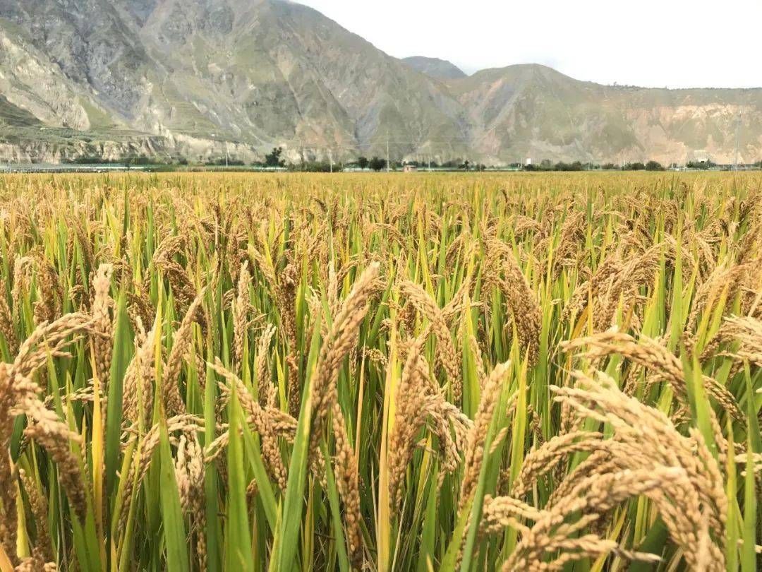 影像水稻丰收这里披上黄金甲