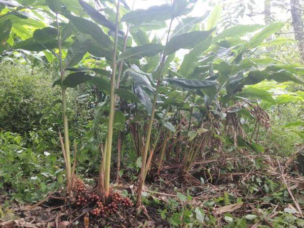 文山马关草果飘香农户采收忙