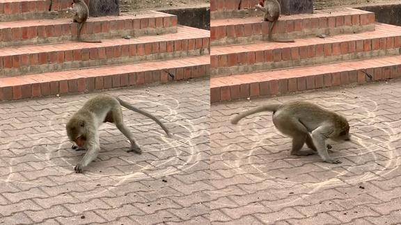 男子偶遇猴子原地转圈走近一看被眼前一幕惊呆了