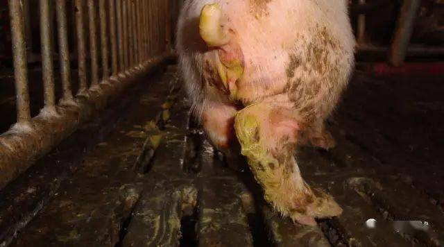 剩余饲料清理干净,同时为防止病猪因腹泻引起的口渴喜欢吃猪尿等脏物