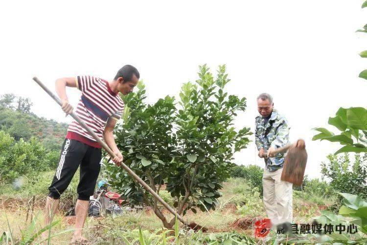 【决胜全面小康】新庆镇均平村:把小特产炼成大产业