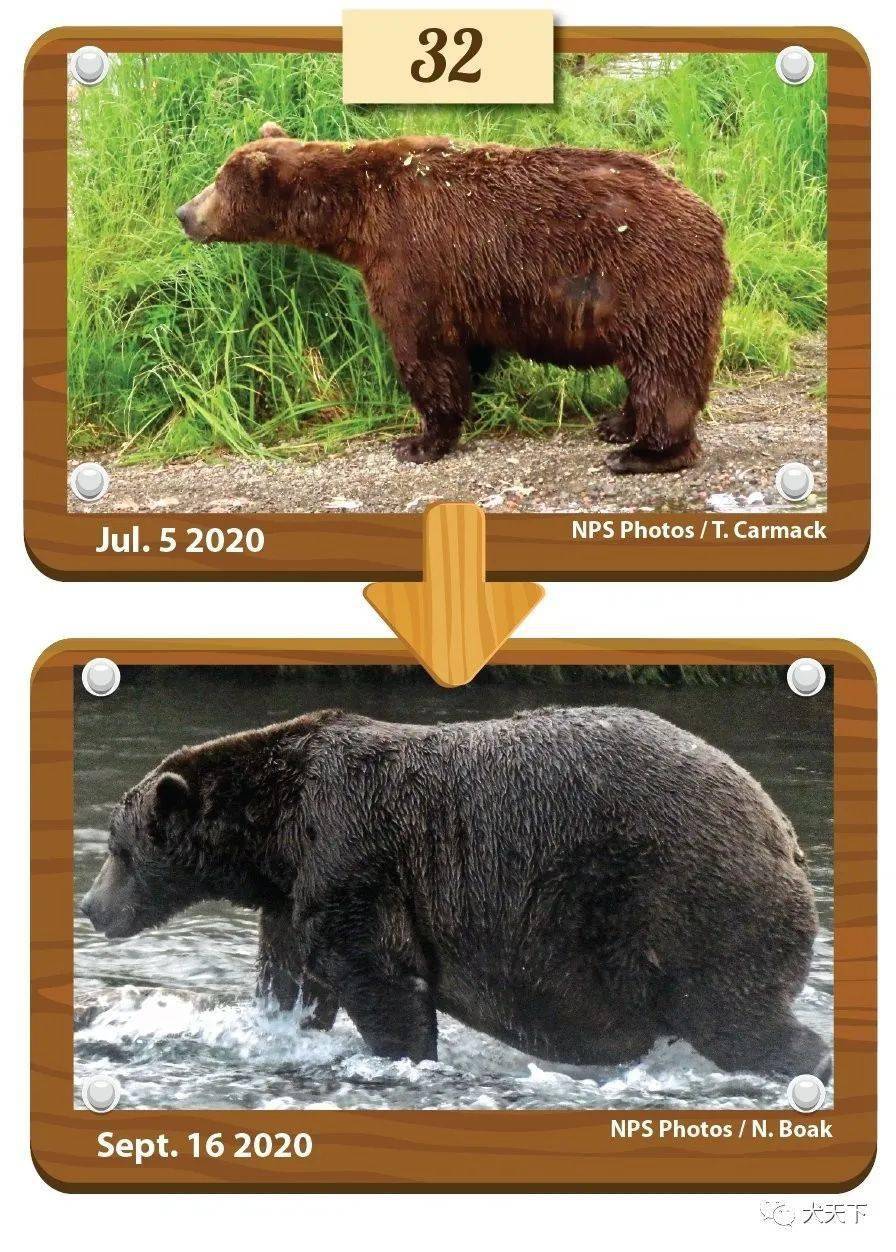 中国胖熊chinabear39图片