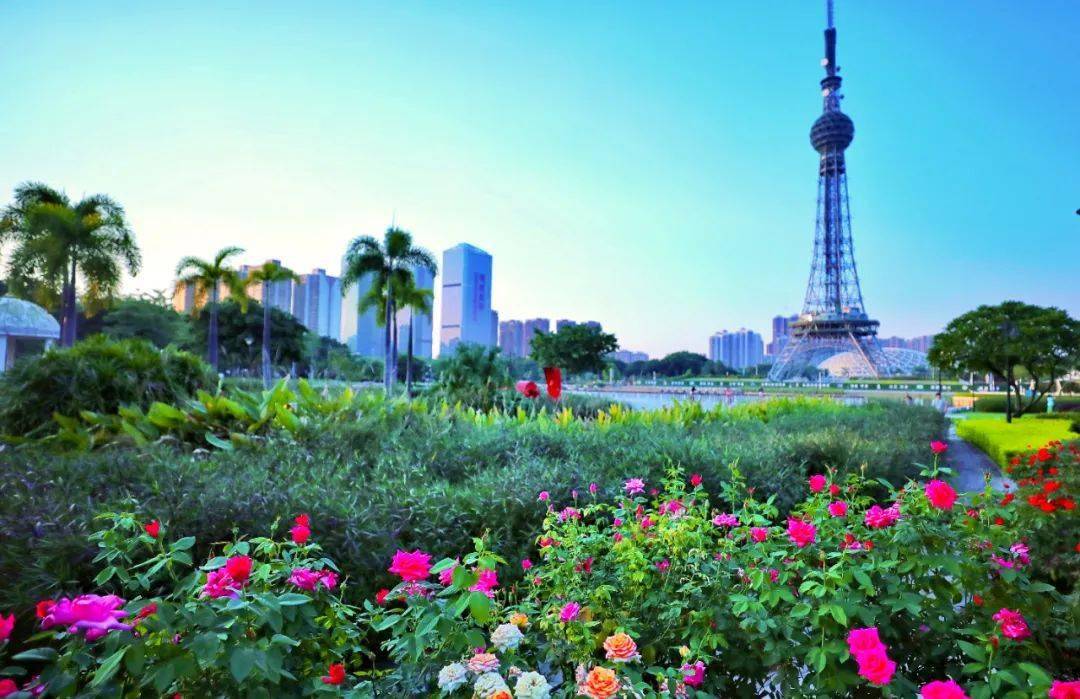 爱了爱了禅城大片玫瑰花海盛放