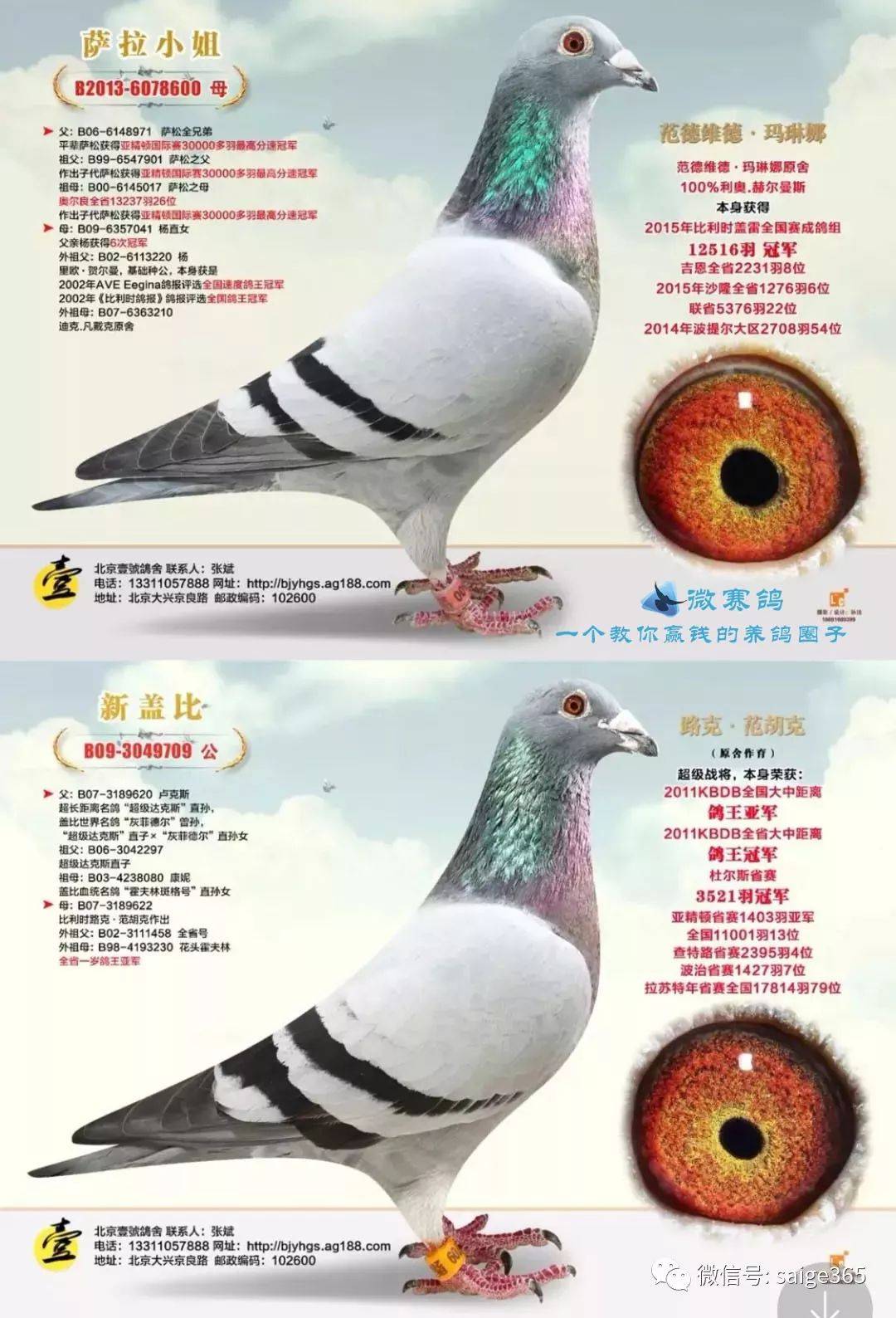 一对种鸽近500万,北京壹号鸽舍豪华种鸽阵容!