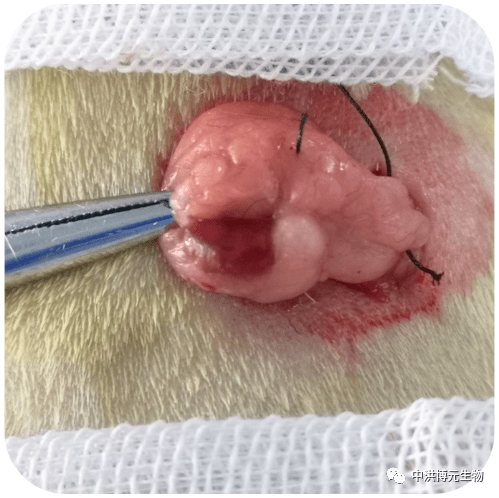 实验专栏丨大鼠卵巢摘除模型