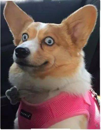 养了柯基才知道这货简直是行走的表情包小眼神超有戏的啊