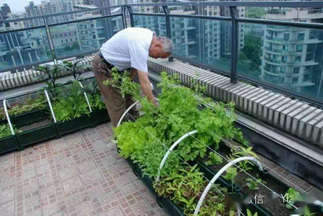 你的阳台还空着吗一起来种菜吧