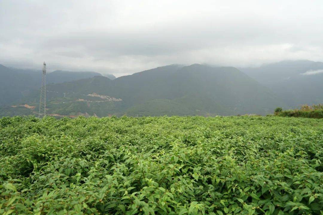 "在桃树村红果参种植基地,陈峡转边走边介绍,"红果参的长势不错,是个