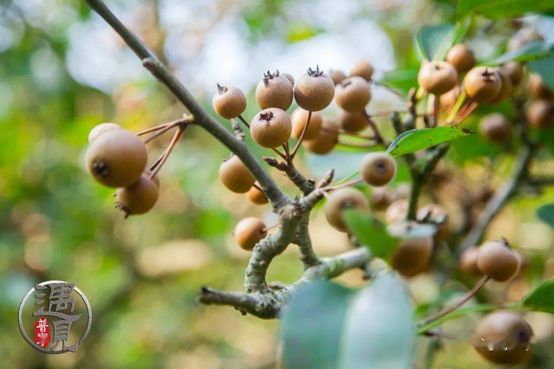 云落石狗坑鸟梨又结果_手机搜狐网