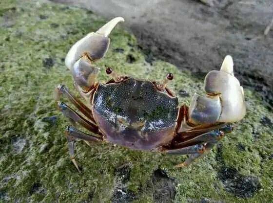 密密麻麻67常熟长江边上万只螃蜞集体上岸地震台回应了