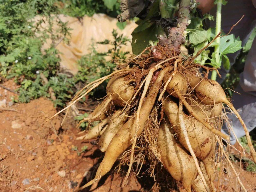 扶贫一线话小康|雪莲果成"致富果" 直播开启新帮扶_种植