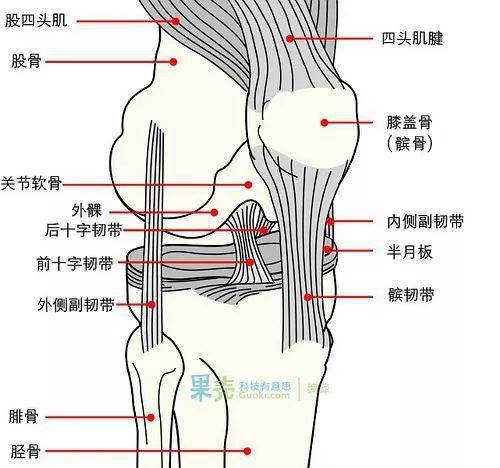 膝盖是连接股骨(大腿)和胫骨(小腿)的关节膝盖对于骑行运动的重要性
