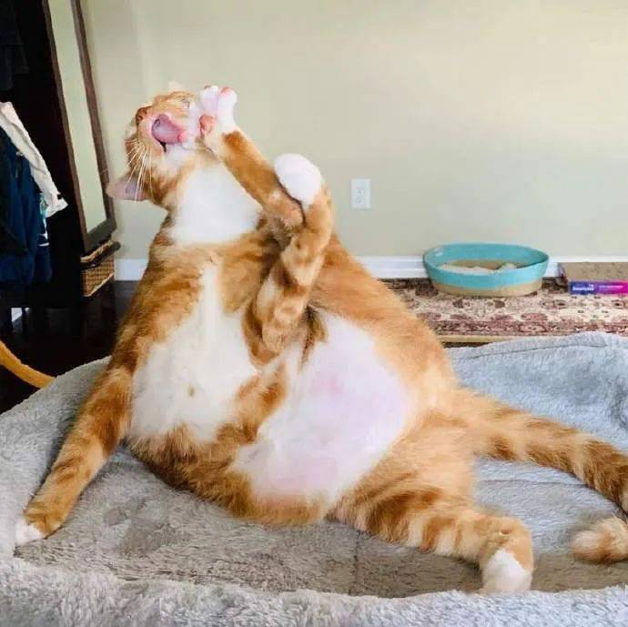 胖猫正专注的在舔脚时突然发现被偷怕这惊讶的表情亮了