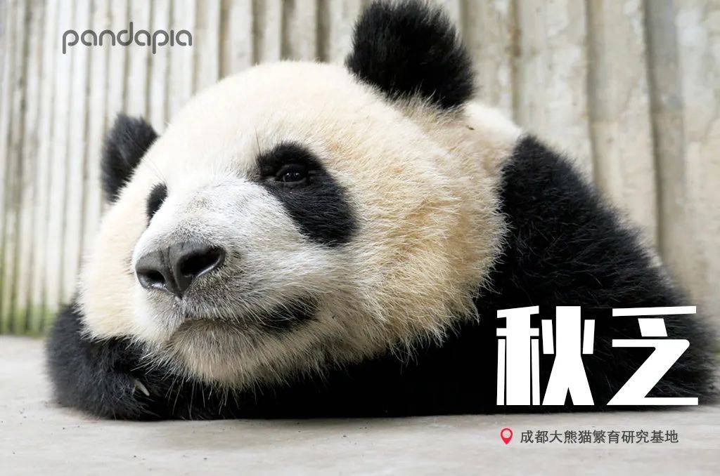 春困秋乏夏打盹这说的不就是我吗
