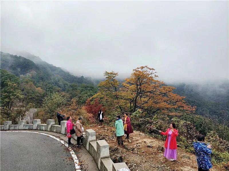 进入马鬃岭景区,雨后雾涌,漫山遍野都是浓雾,似乎您只能呼吸到极新鲜