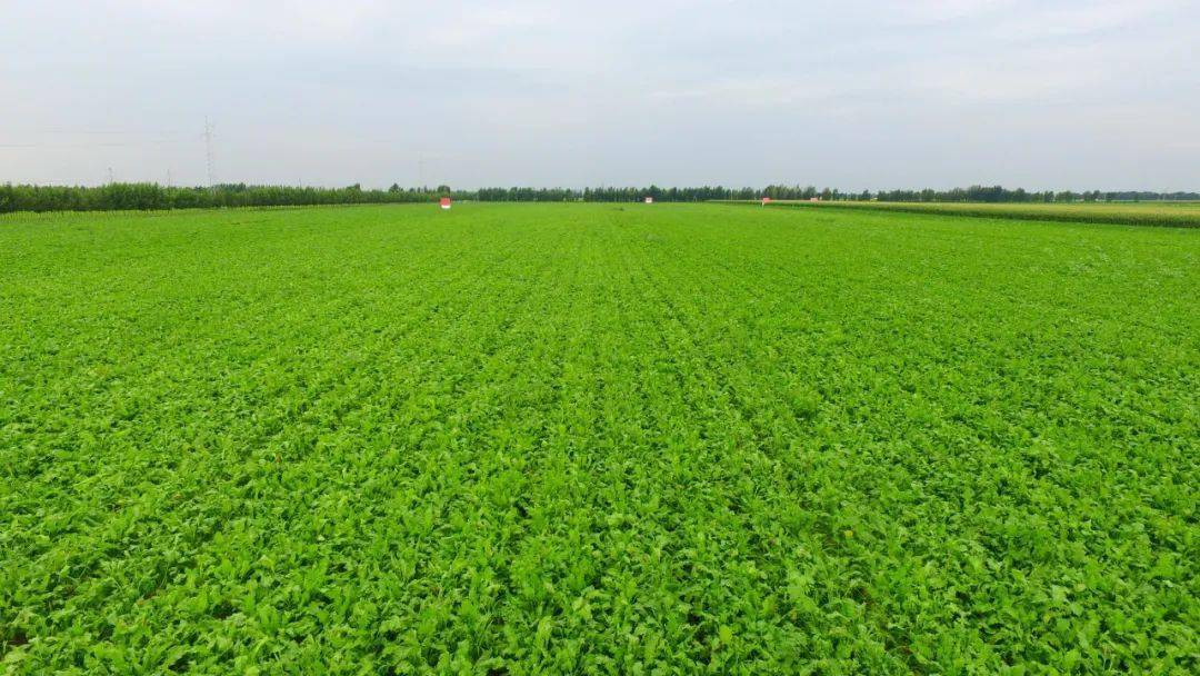 努日木镇万亩甜菜基地 据悉,科左中旗在将玉米稳定在360万亩的基础上