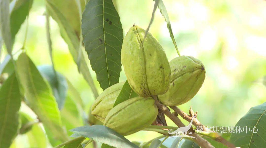 禄丰:大山里种出"洋果子" 敲开群众"致富门"_手机搜狐网
