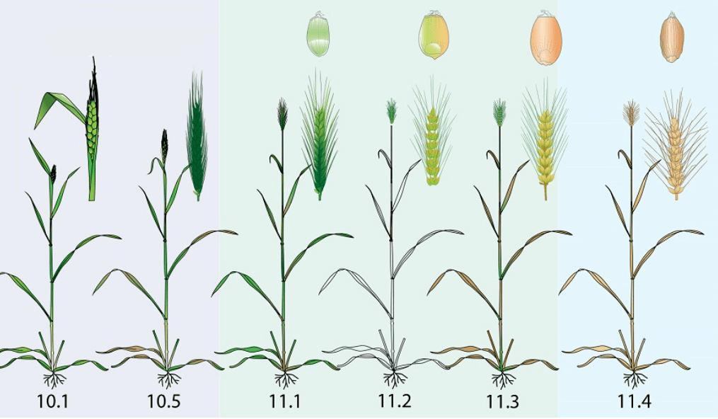 莜麦的生长过程的图片图片