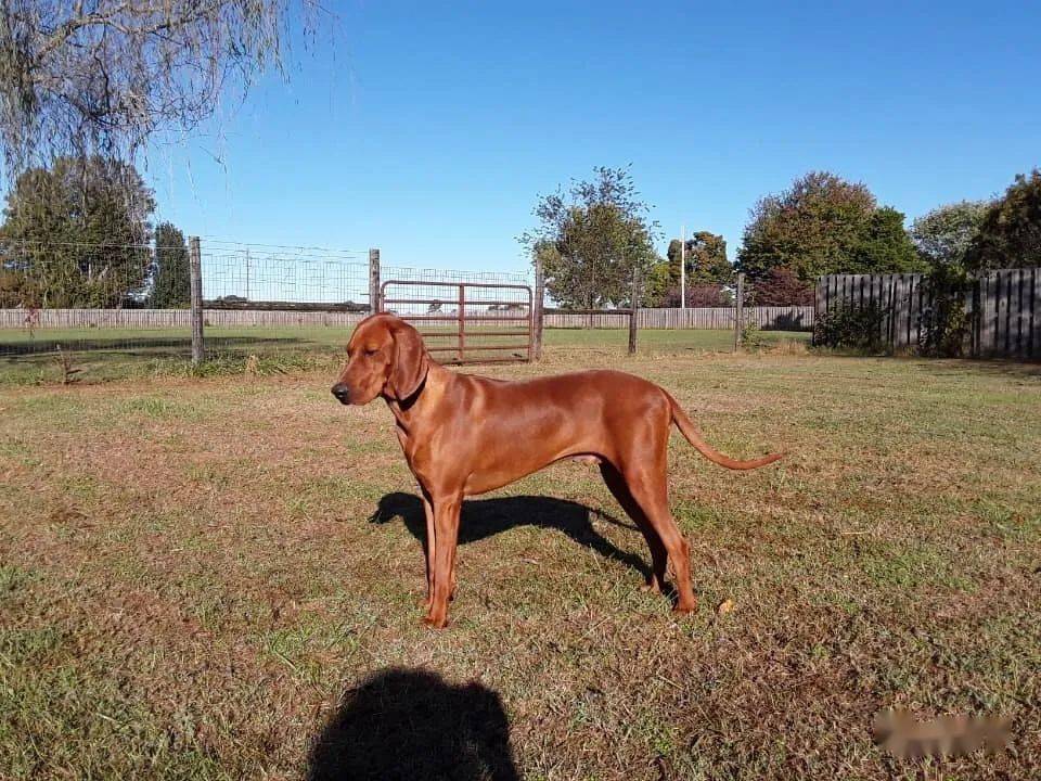 英国猎浣熊犬市场价图片