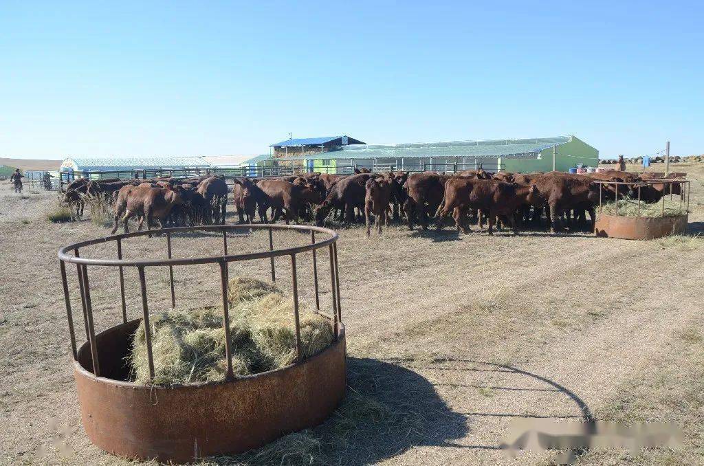 先后新建了1200平米敞棚,4000平米牛圈,对 13310亩草场实行划区轮牧