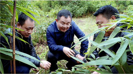 刘兆武到部分乡镇调研