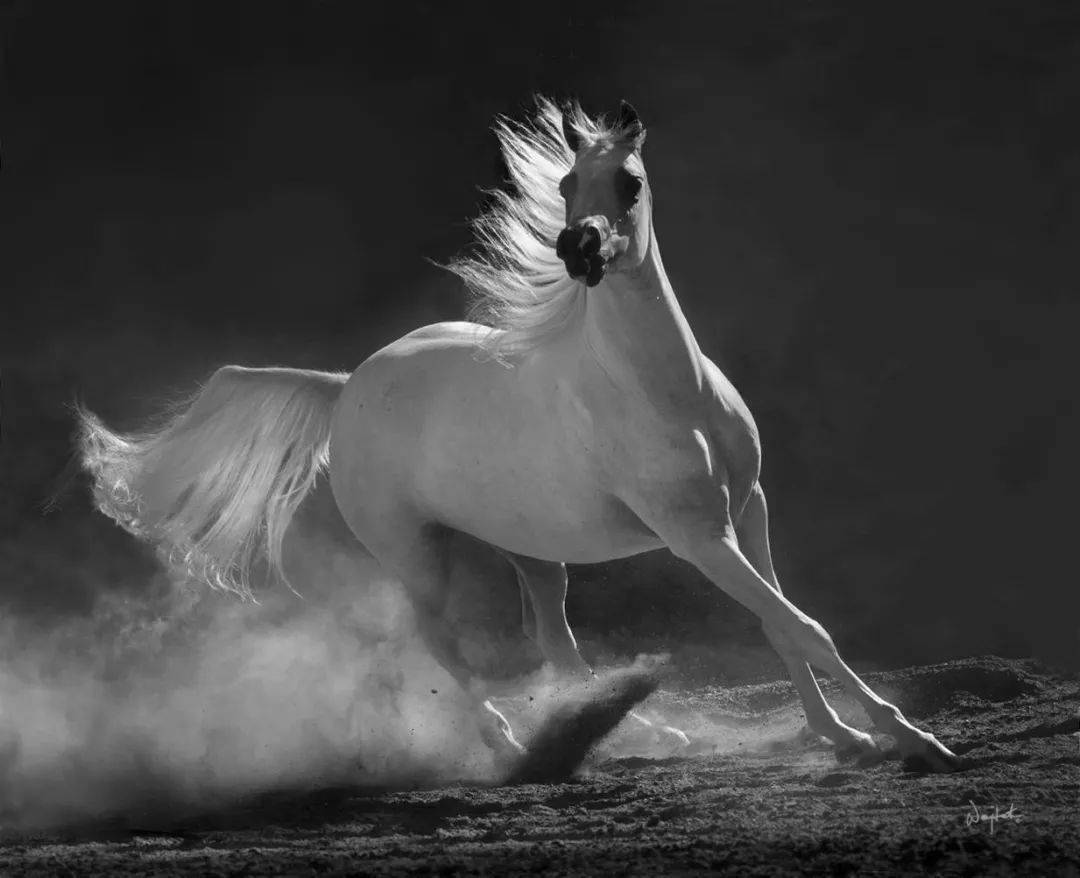 年出生于波兰华沙,人送外号"带着相机的哥萨克",他擅长表现优美的骏马