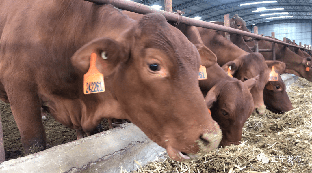 永正镇佛堂村五羊养牛专业合作社正宁县早胜牛核心种群繁育基地建设