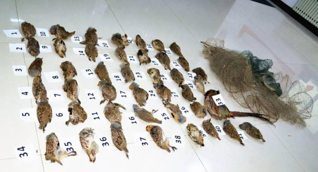 国家林草局:停止养殖竹鼠果子狸等 45 种野生动物-搜狐大视野-搜狐新闻