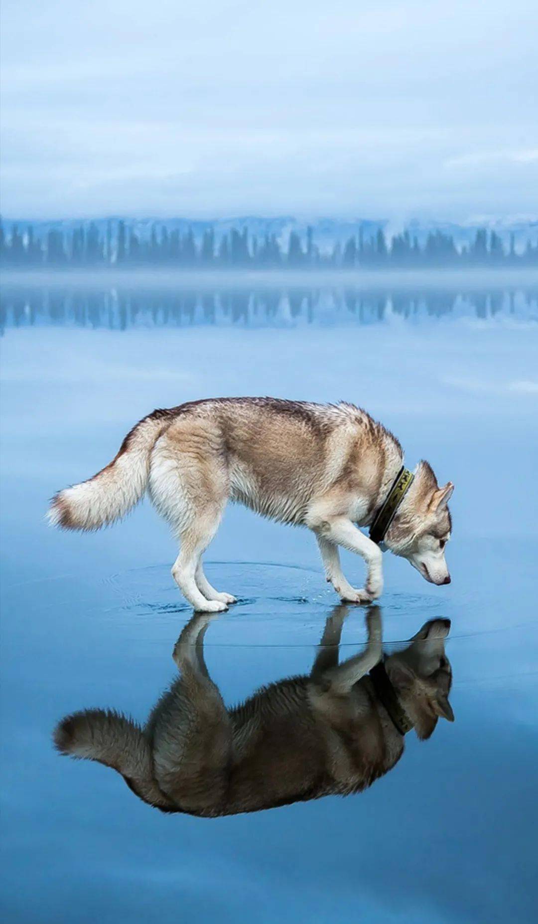 宠物壁纸 |哈士奇金毛柴犬柯基治愈萌宠可爱温暖手机桌面锁屏背景图