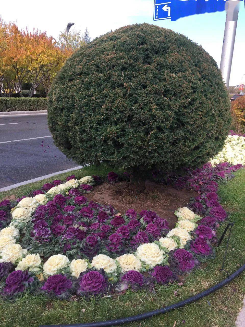 【诗情岁月】葛连光/"醉"美阿镇