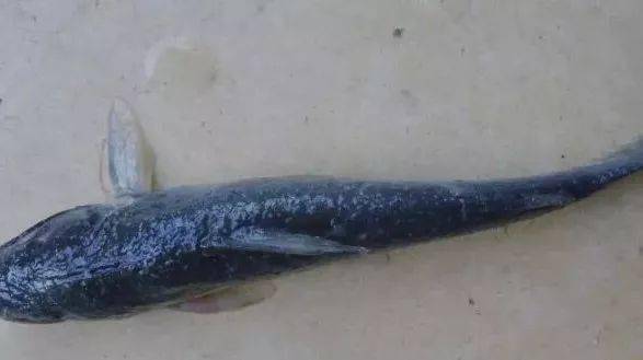 防重于治,淡水养殖鱼类小瓜虫病的防治方法