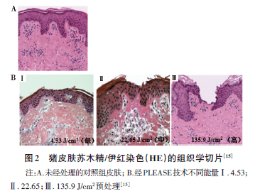 并利用组织切片he染色检测皮肤角质层微观结构变化