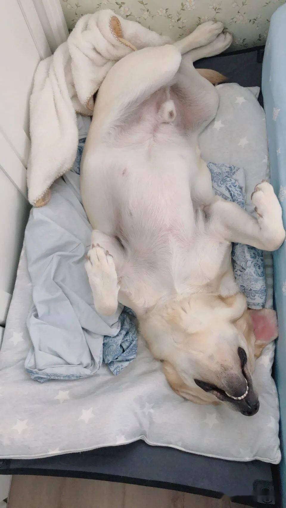 让网友笑称:自由式睡姿冠军!_手机搜狐网