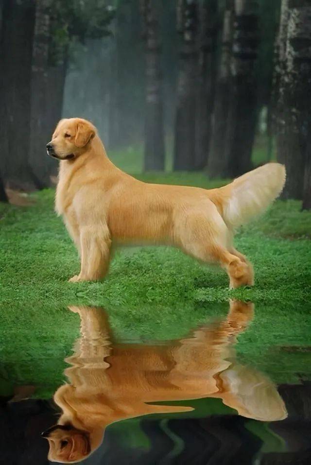 什么狗最聪明?世界上最聪明的十种狗狗排名