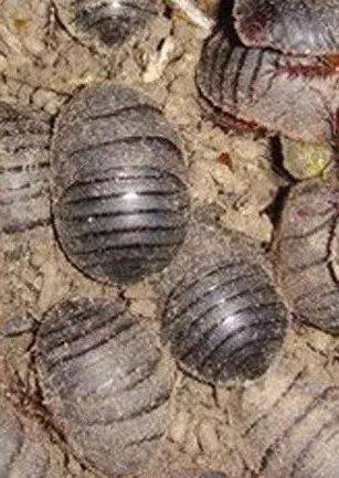 俯咸虫蛰候三落黄木草候二一候豺乃祭兽霜降小课堂霜降是秋季的最后一