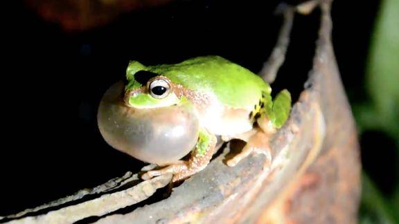 青蛙唱歌,咽部膨胀的"泡泡"是啥?