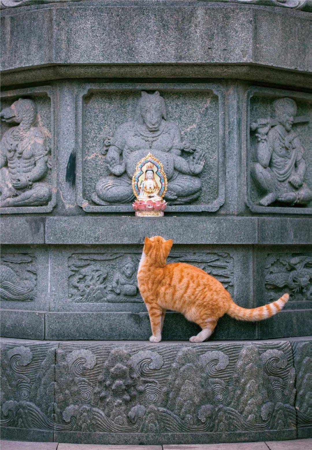 没有什么不开心是吸一次猫解决不了的如果有那就吸365次