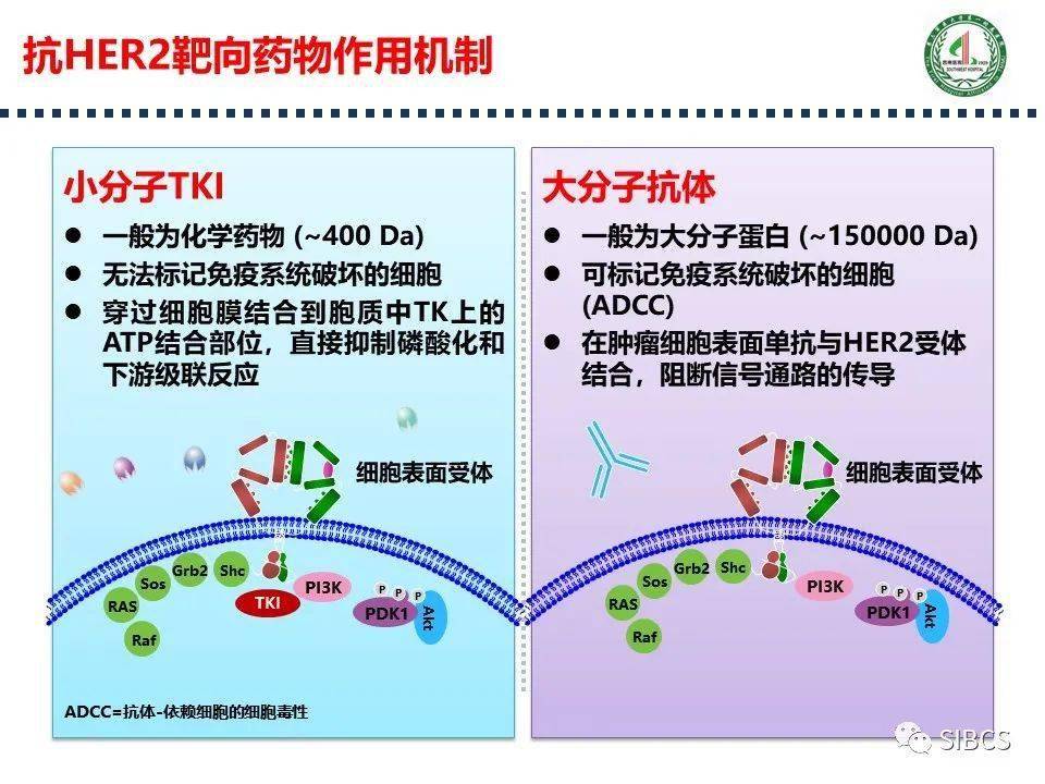 吡咯替尼曲妥珠单抗术前治疗乳腺癌