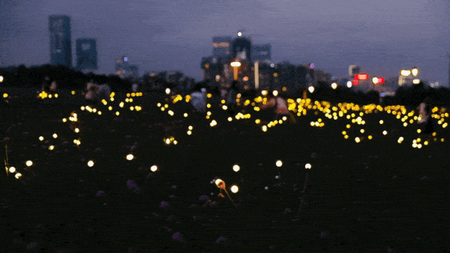 深圳湾公园惊现15000㎡"萤火虫"花海,太梦幻了!