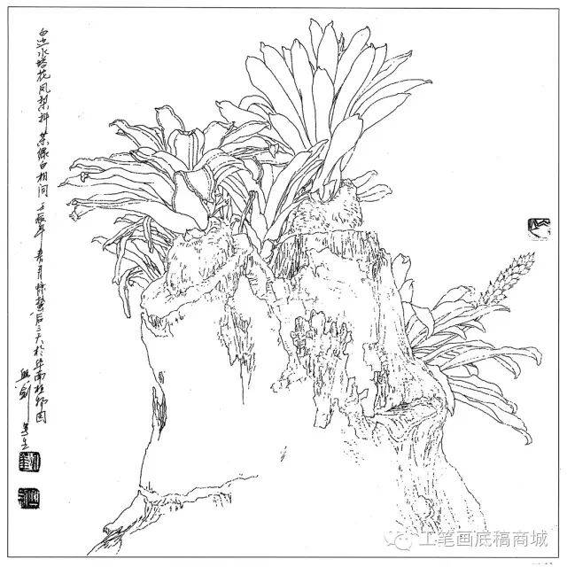 鳳凰花倒掛金鐘非洲芙蓉大麗花垂絲海棠垂茉莉百合