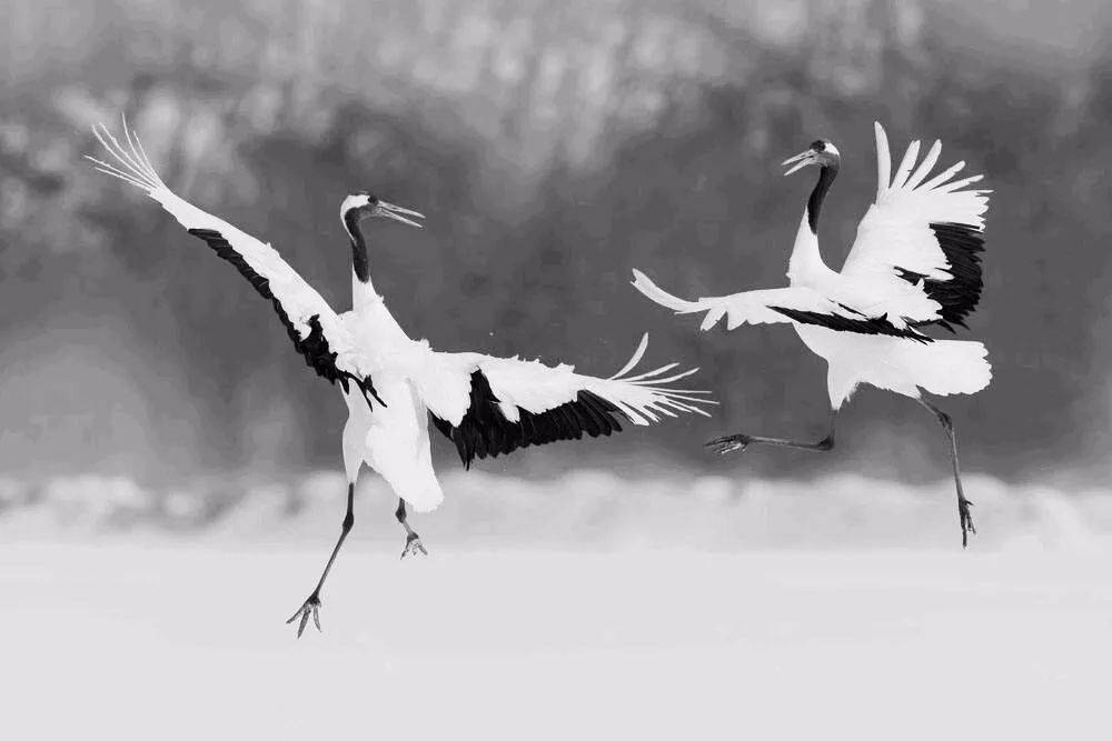 神足以鹤为代表,鹤飞千里后,只稍为一休息又可翱翔千里.