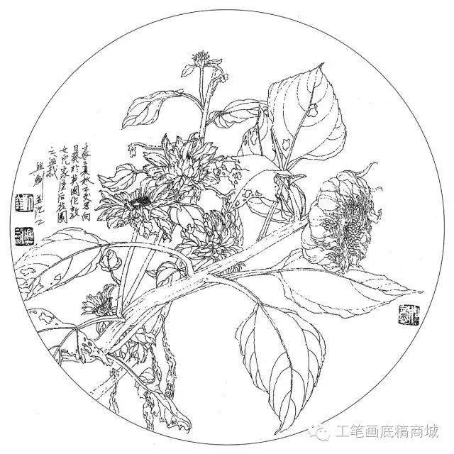 含笑高山藤繡球鳳梨鳳凰花倒掛金鐘非洲芙蓉大麗花垂絲海棠垂茉莉百合