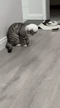 喵界如花背影杀:你谁阿?