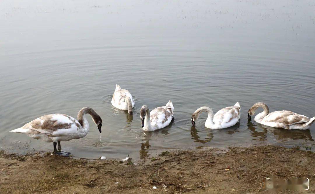 图解大爱之城北龙湖天鹅吃上爱心粮