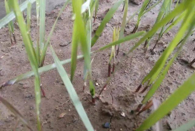 这种野麦子叫节节麦可别认错了