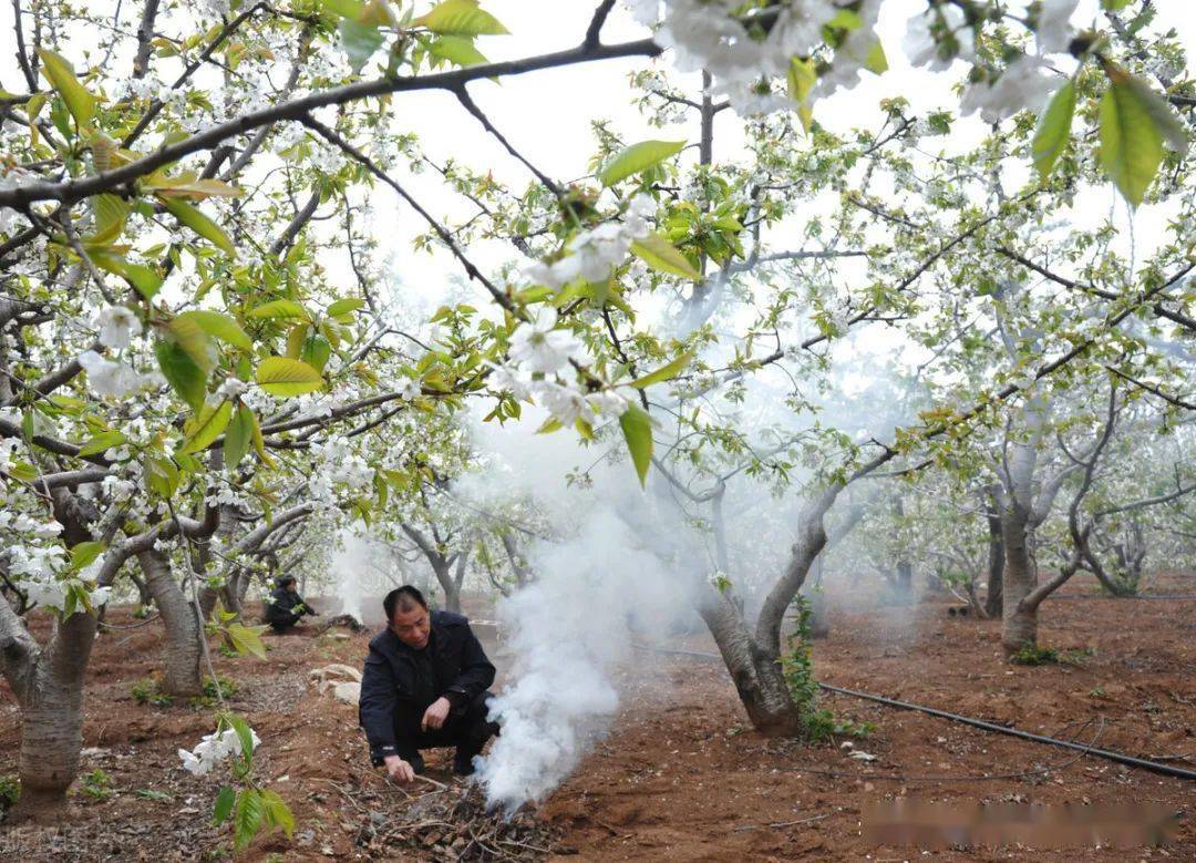 果樹越冬前保溫防凍管理是關鍵7個方法確保果樹安全過冬