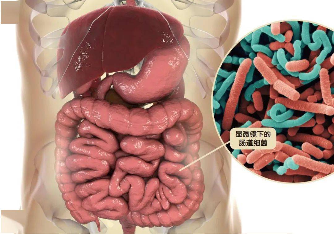 臭粪便却有大功能